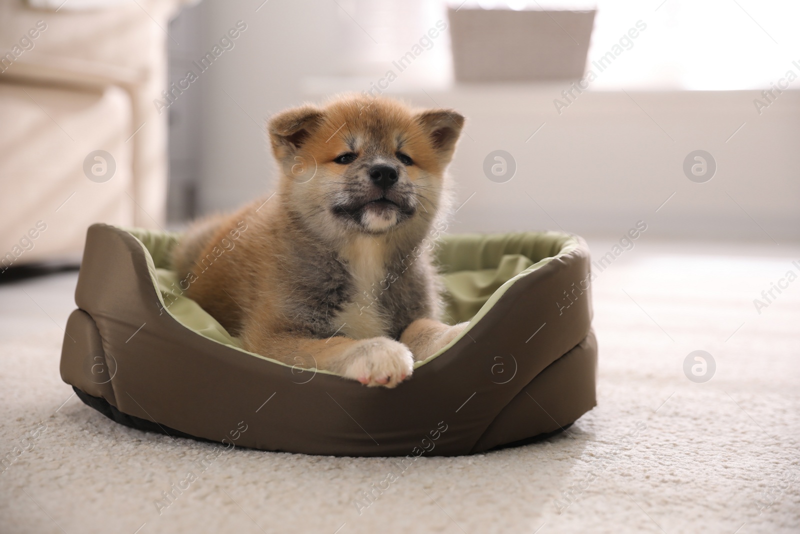 Photo of Adorable Akita Inu puppy in dog bed indoors