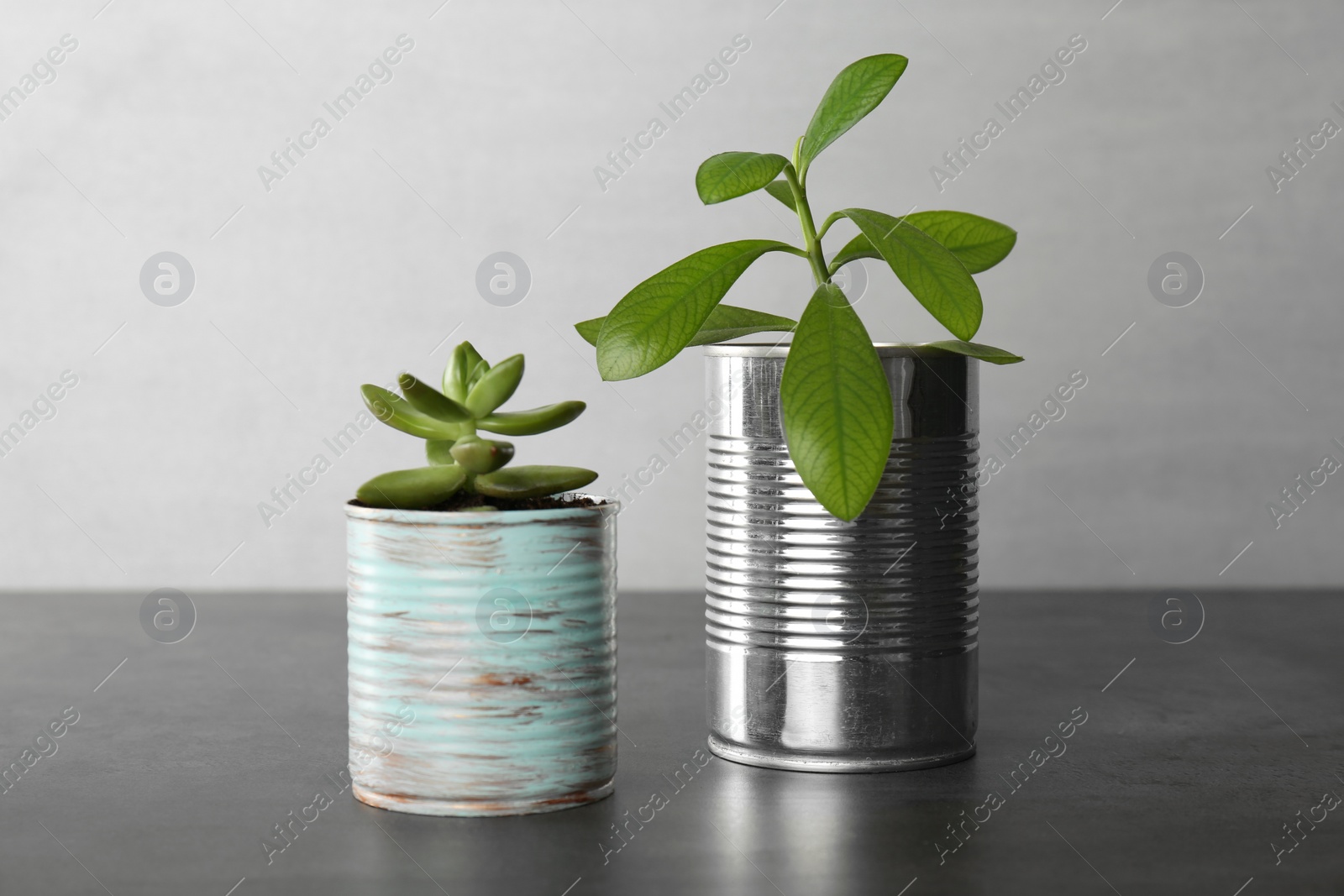 Photo of Beautiful houseplants in tin cans on grey stone table