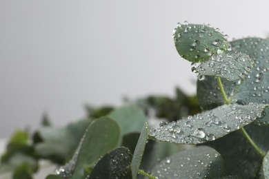 Photo of Fresh eucalyptus leaves with dew drops on grey background, closeup. Space for text