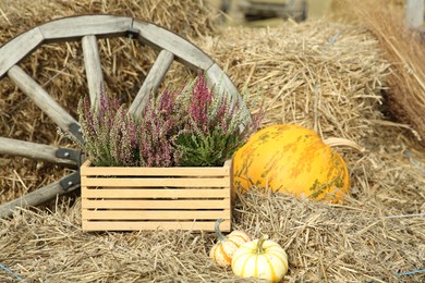 Beautiful heather flowers in crate and pumpkins on hay outdoors