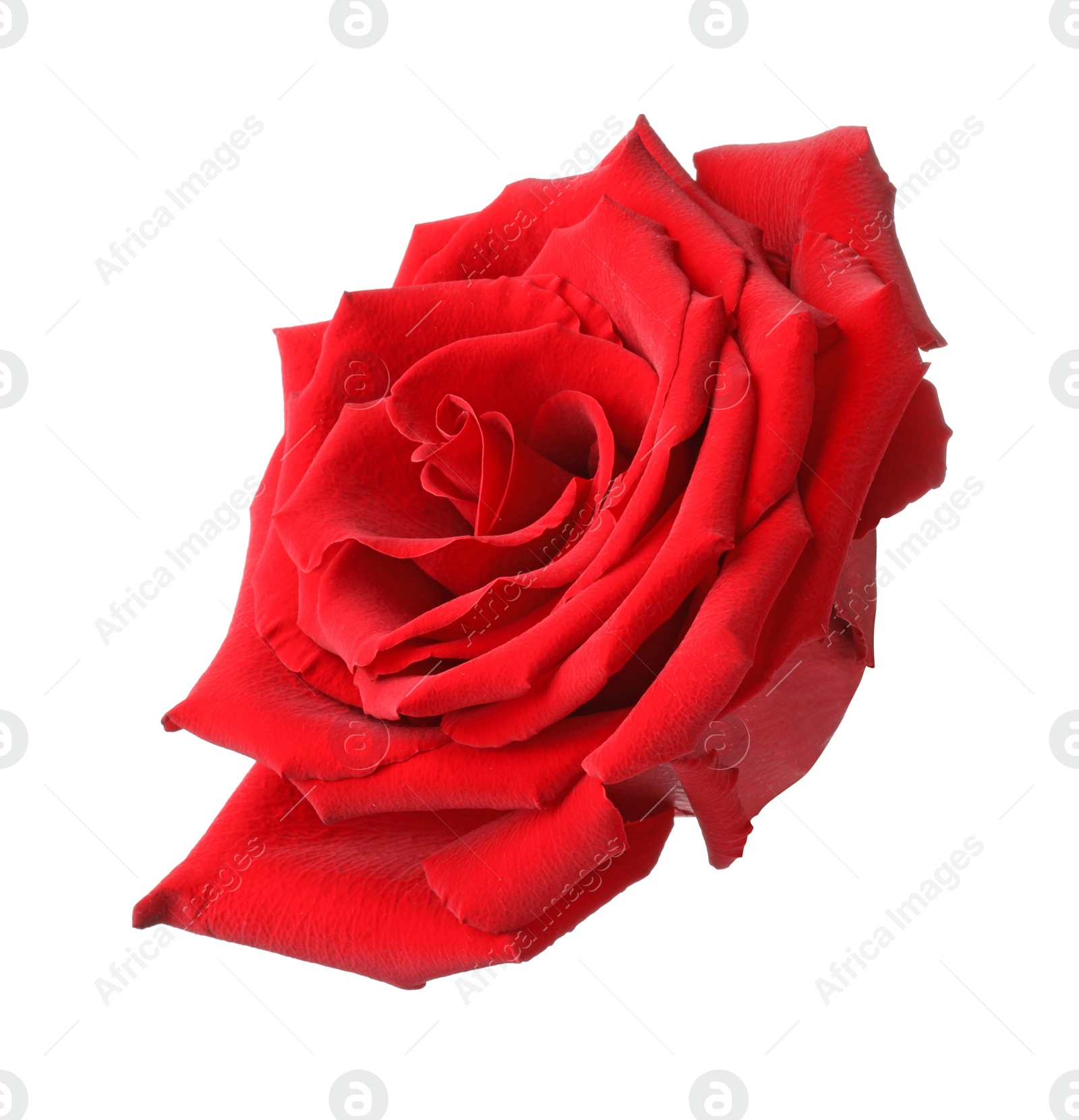 Photo of Beautiful fresh red rose isolated on white