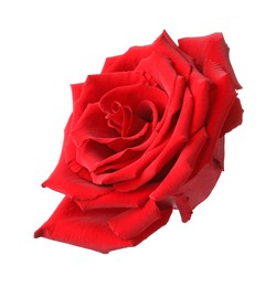 Beautiful fresh red rose isolated on white