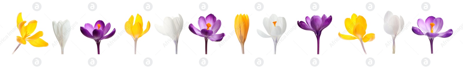 Image of Set with beautiful spring crocus flowers on white background. Banner design 