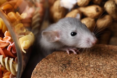 Photo of Small grey rat looking for food near jars, closeup