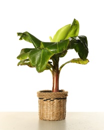 Photo of Fresh green banana plant on white background