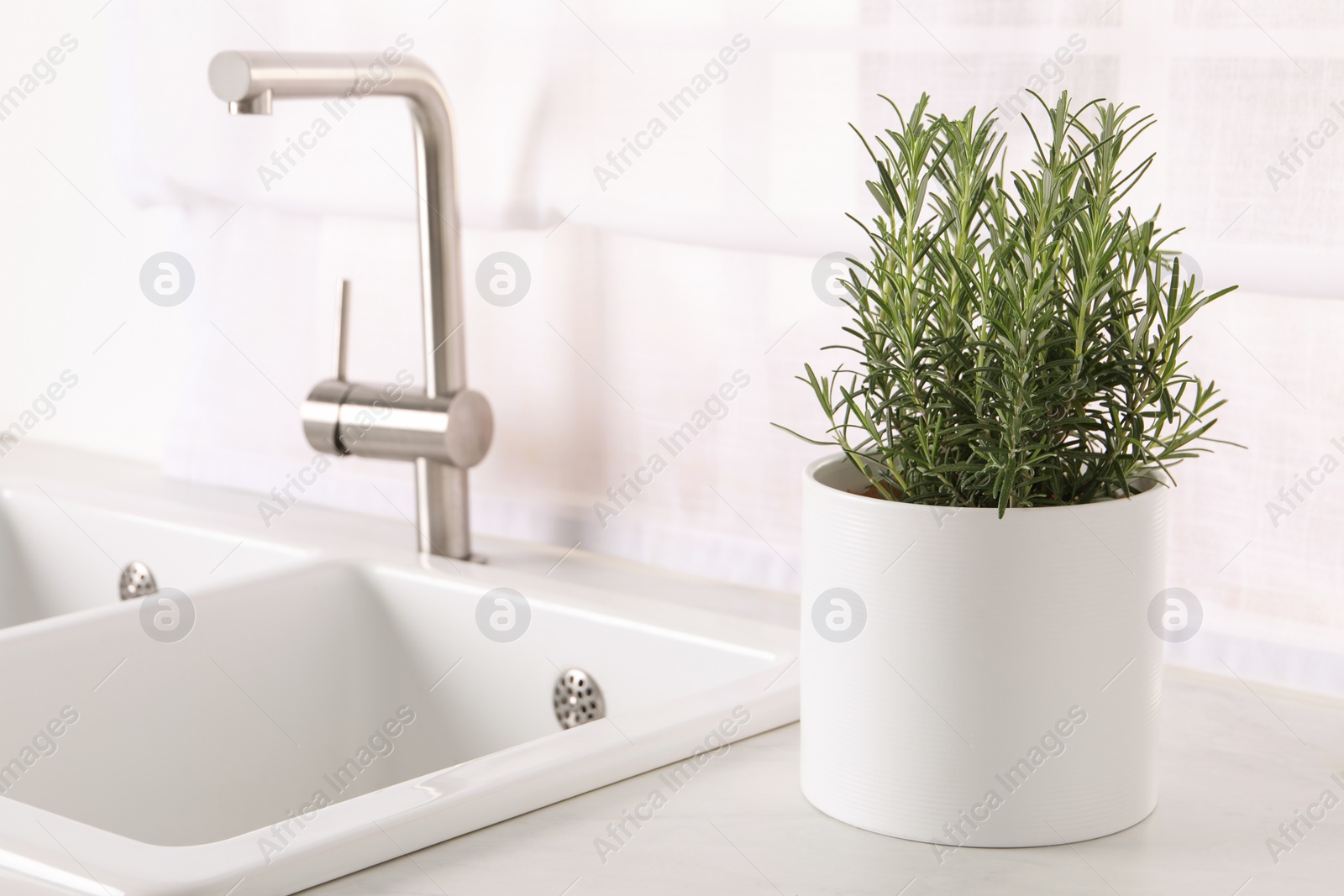 Photo of Aromatic green rosemary in pot on white countertop near kitchen sink
