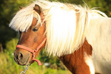 Photo of Beautiful pony outdoors on sunny day. Pet horse