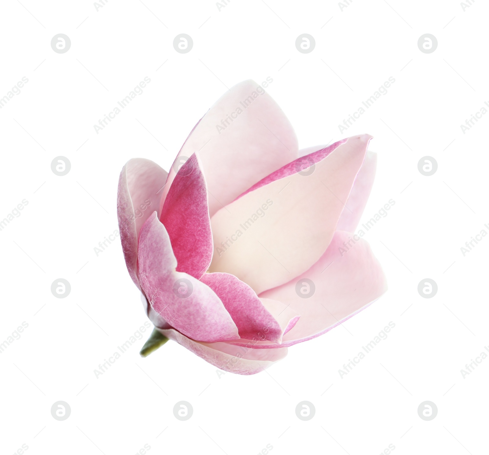 Photo of Beautiful magnolia flower isolated on white. Spring blossom