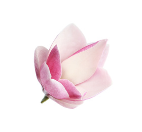 Photo of Beautiful magnolia flower isolated on white. Spring blossom