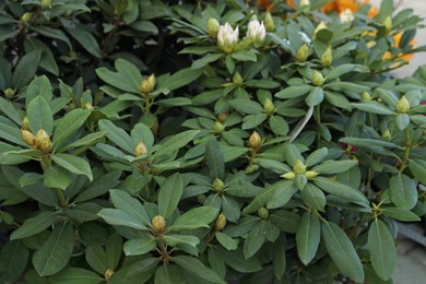 Many beautiful green rhododendron plants with buds