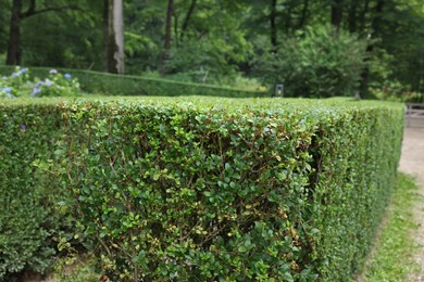 Photo of Beautiful green boxwood hedge outdoors. Landscape design