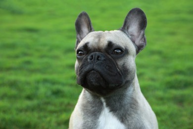 Photo of Cute French bulldog on green grass outdoors, closeup. Lovely pet
