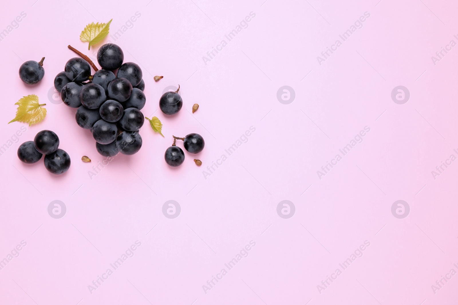 Photo of Bunch of ripe dark blue grapes with leaves on pink background, flat lay. Space for text