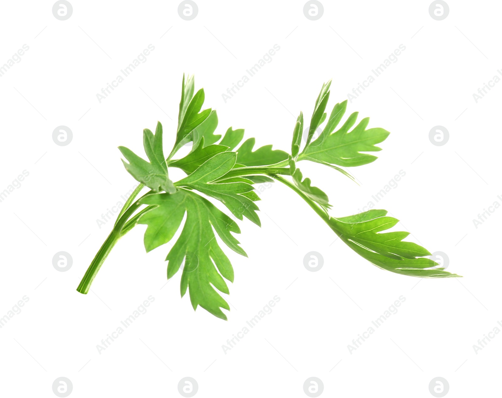 Photo of Leaves of fresh tasty parsley on white background