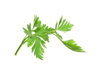 Leaves of fresh tasty parsley on white background