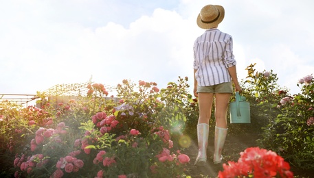 Woman with watering can near rose bushes outdoors. Gardening tool