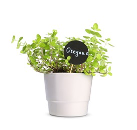 Image of Green oregano with tag in pot isolated on white