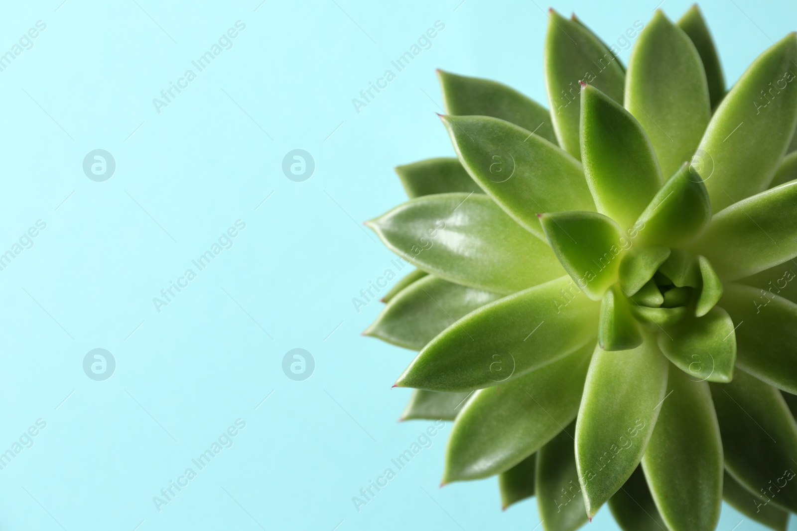 Photo of Beautiful echeveria on light blue background, top view with space for text. Succulent plant