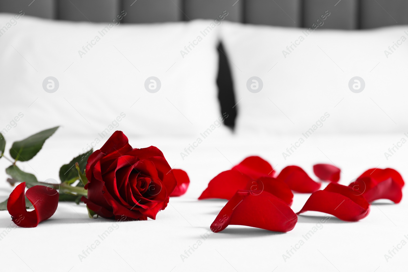 Photo of Honeymoon. Red rose and petals on bed, closeup