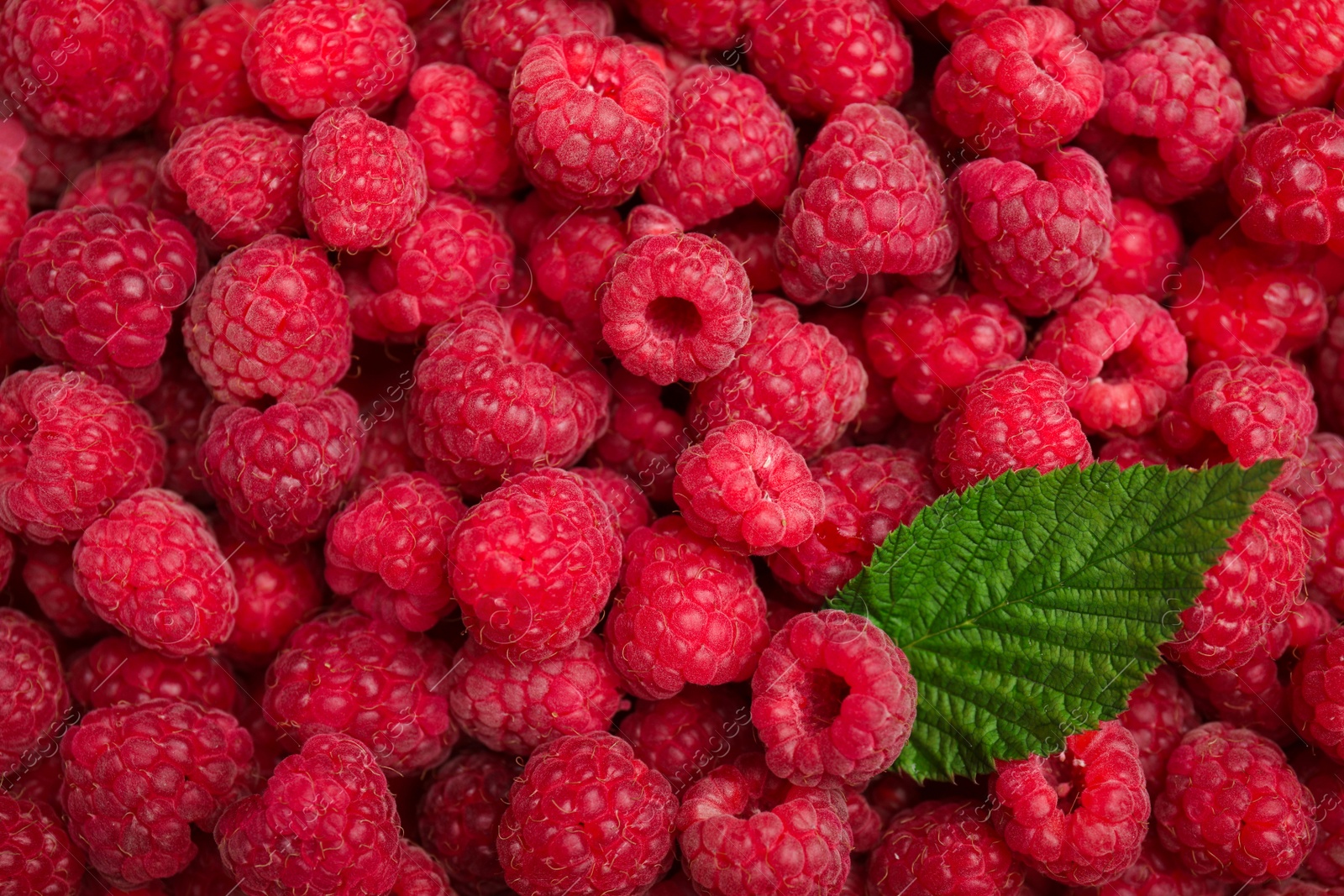 Photo of Many fresh red ripe raspberries and green leaf as background, top view