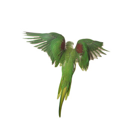 Photo of Beautiful Alexandrine parakeet flying isolated on white
