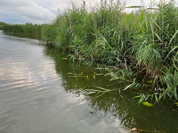 Photo of Picturesque view of river reeds and cloudy sky