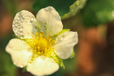 Closeup view of strawberry blossom with water drops on blurred background