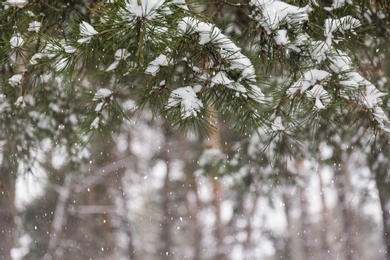 Photo of Coniferous branches covered with fresh snow, closeup