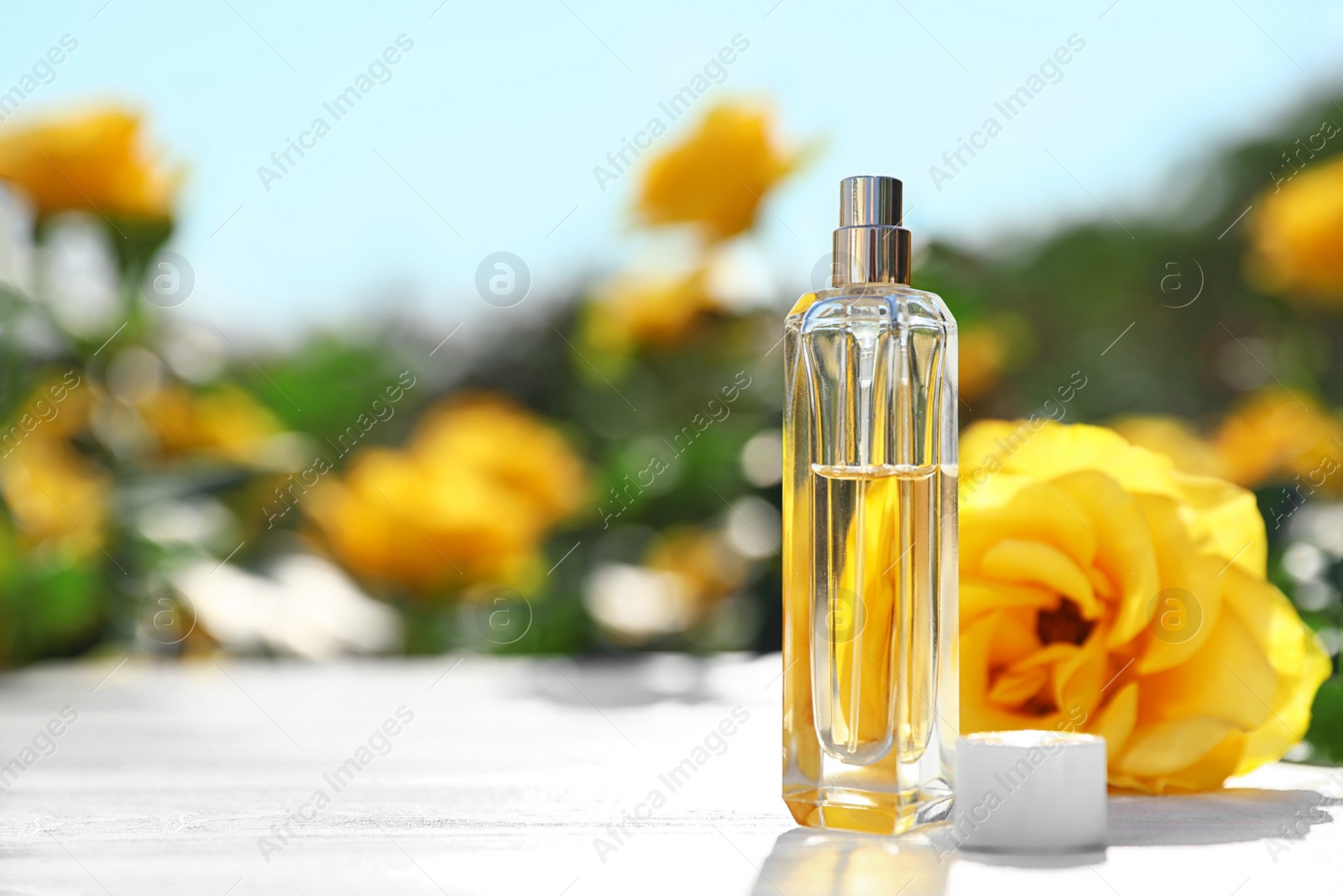 Photo of Bottle of luxury perfume among beautiful roses in blooming garden, space for text