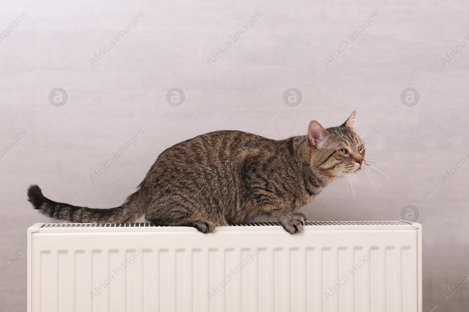 Photo of Cute tabby cat on heating radiator near light grey wall