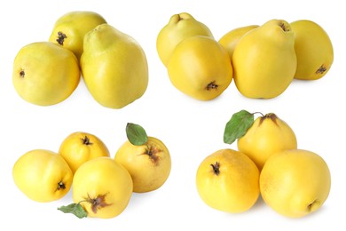 Fresh ripe quince fruits isolated on white, set