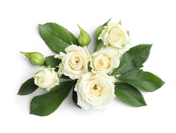 Photo of Beautiful blooming rose flowers on white background, top view