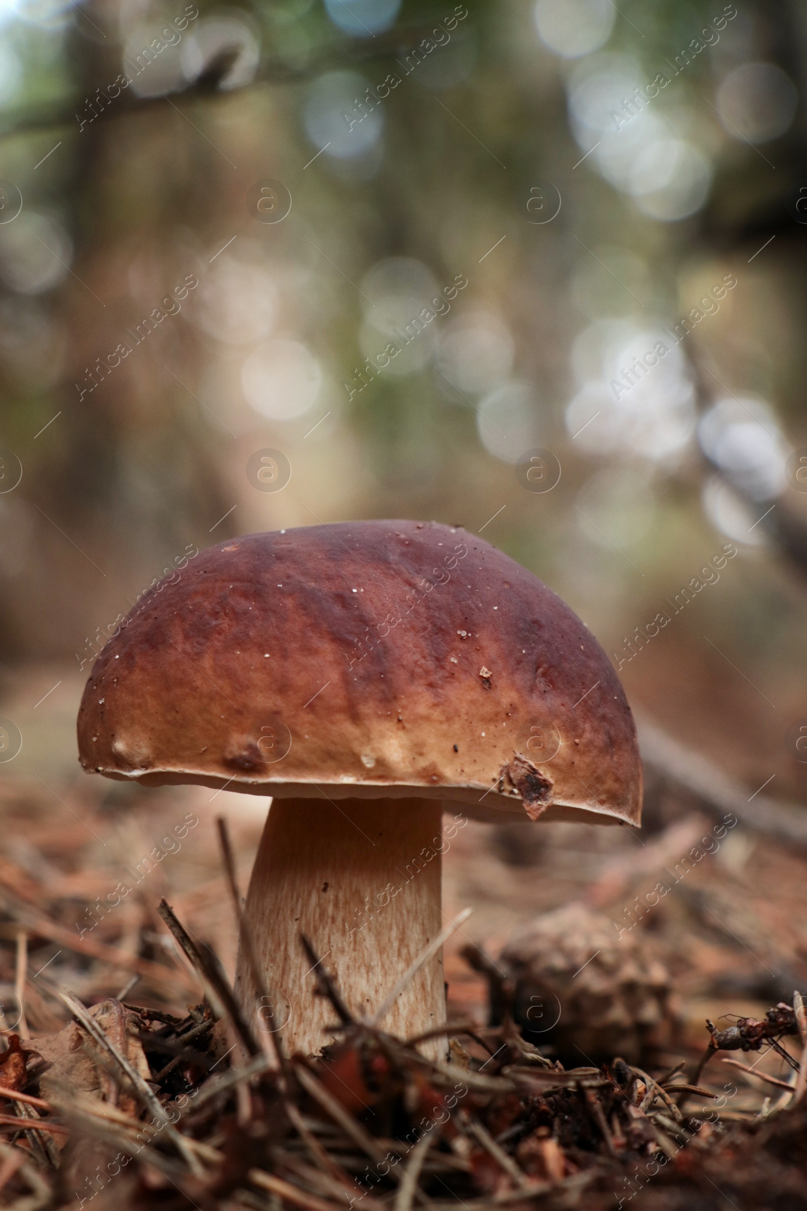 Photo of Beautiful porcini mushroom growing in forest, closeup