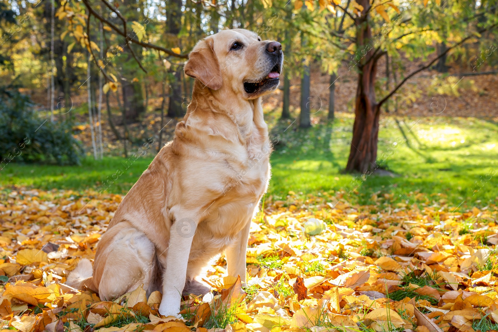 Photo of Cute Labrador Retriever dog on fallen leaves in sunny autumn park