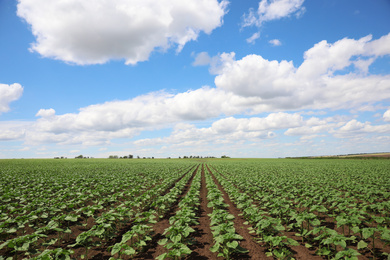 Agricultural field with young sunflower plants on sunny day