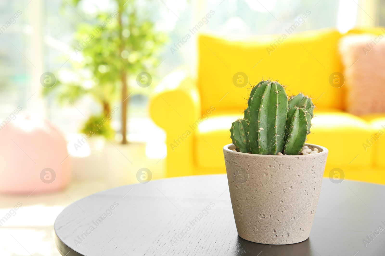 Photo of Beautiful cactus in flowerpot on table indoors