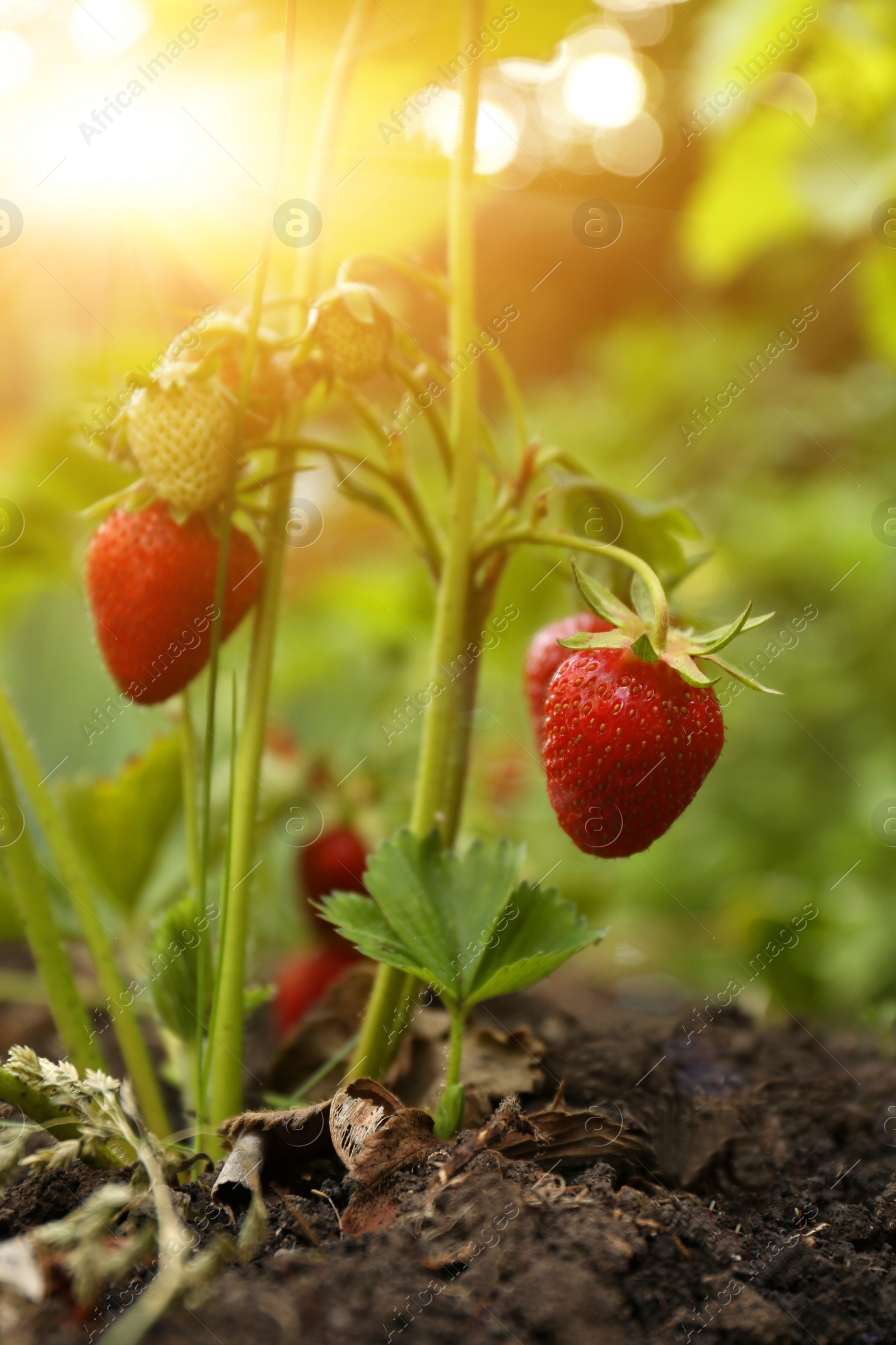 Photo of Strawberry plant with ripening berries growing in garden, closeup