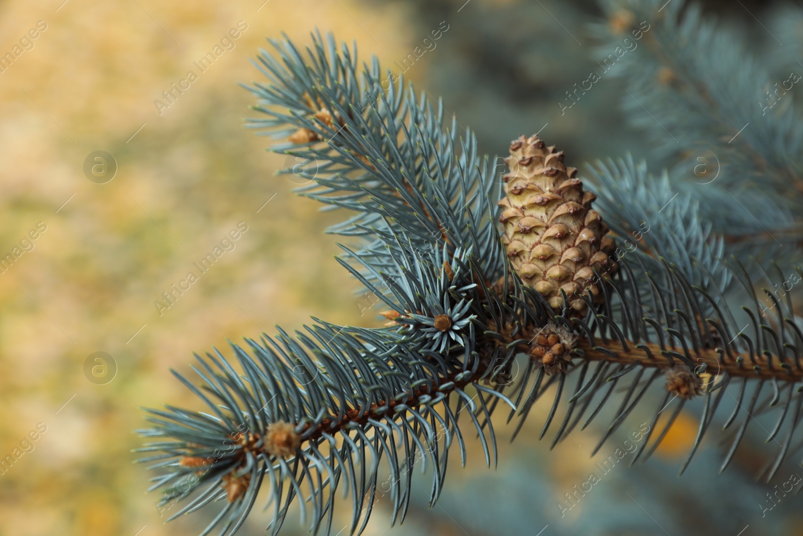 Photo of Blue spruce branch with cone outdoors, closeup