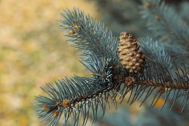 Photo of Blue spruce branch with cone outdoors, closeup