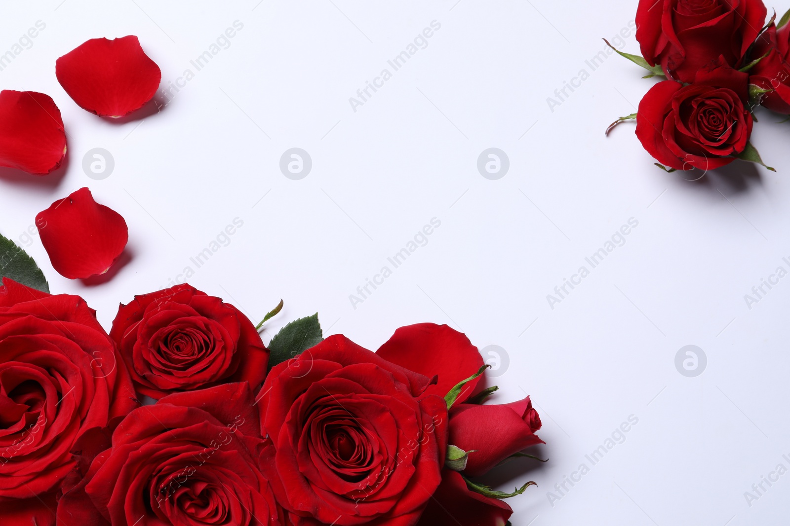 Photo of Beautiful red roses and petals on white background, flat lay. Space for text