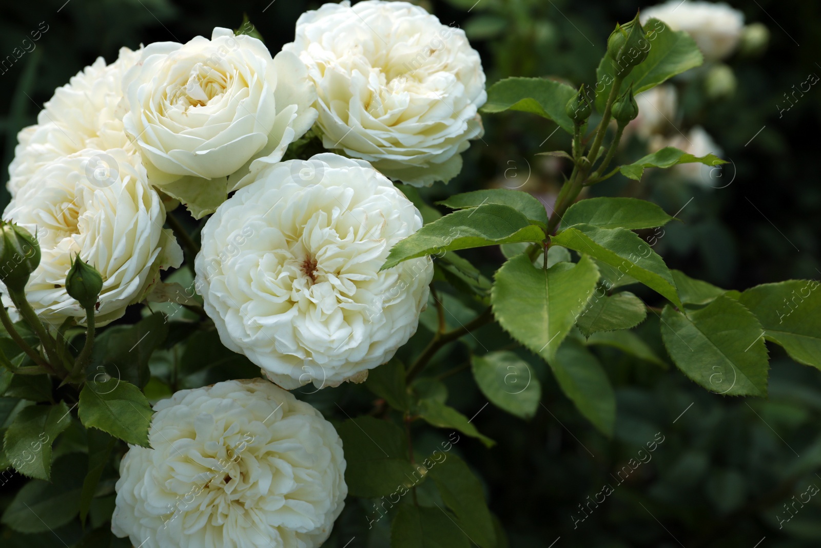 Photo of Beautiful blooming white roses on bush outdoors, closeup