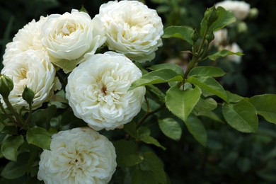 Photo of Beautiful blooming white roses on bush outdoors, closeup