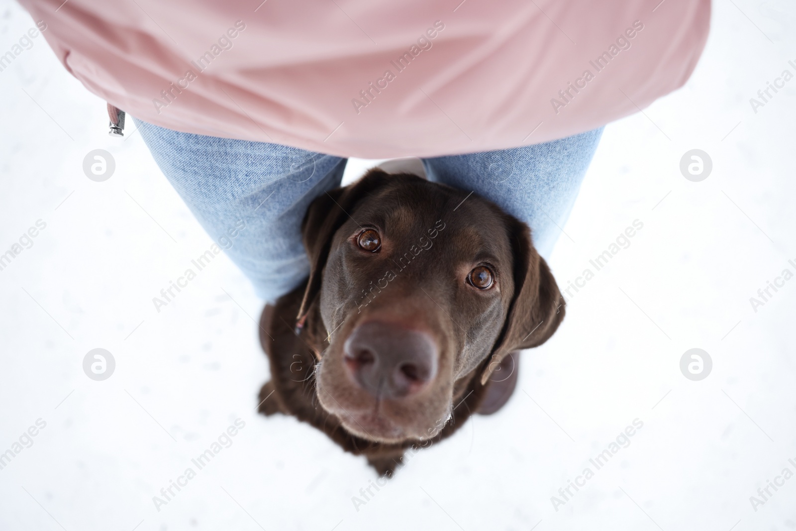 Photo of Woman with adorable Labrador Retriever dog on snow, above view