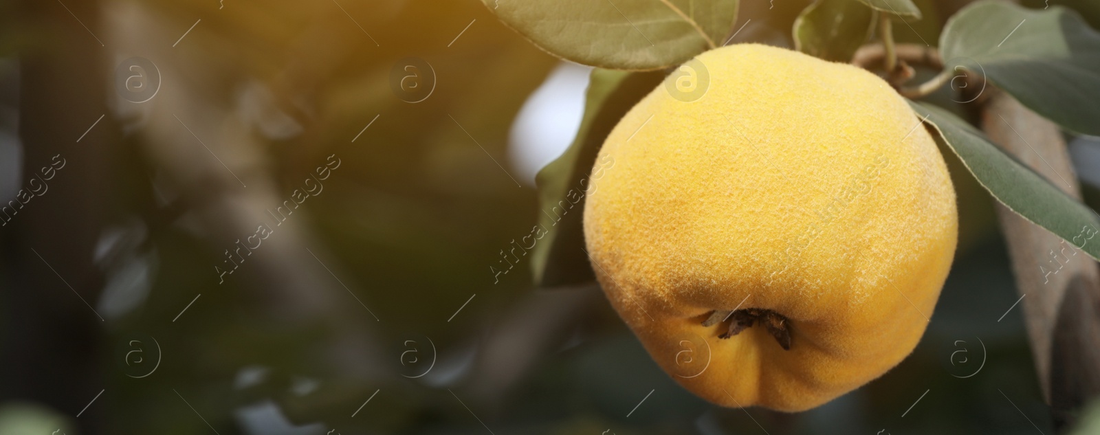 Image of Closeup view of quince tree with ripening fruit outdoors, space for text. Banner design