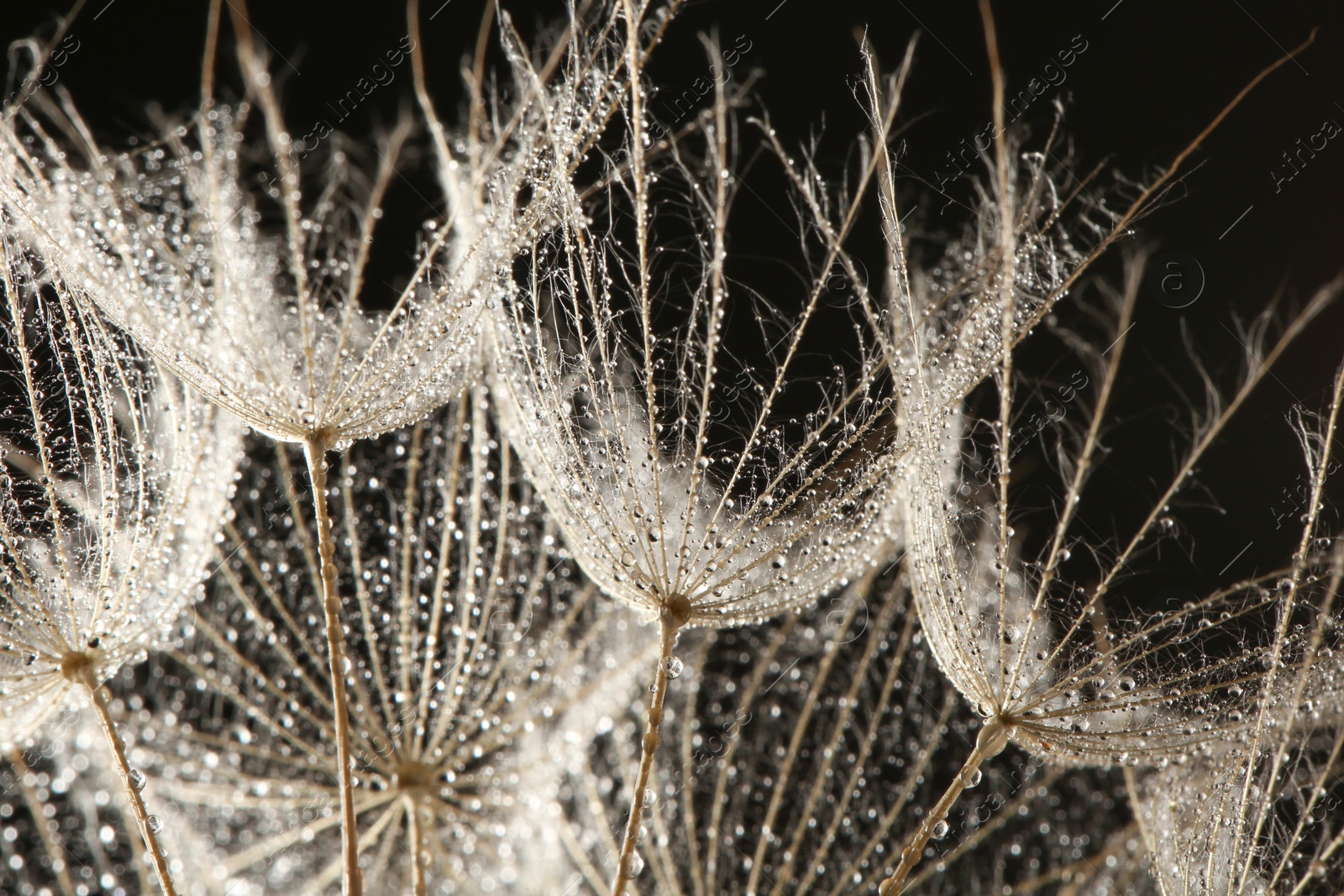 Photo of Dandelion seeds with dew drops on black background, close up