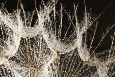 Dandelion seeds with dew drops on black background, close up