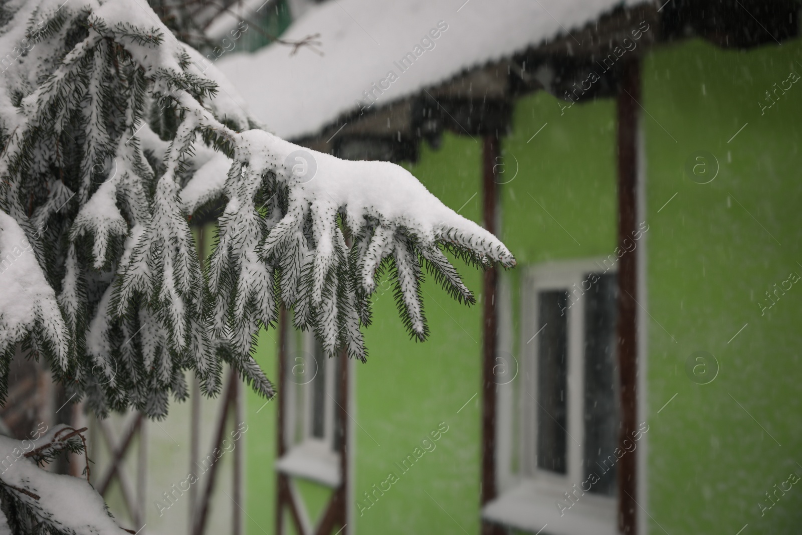 Photo of Fir branches covered with snow near modern cottage, closeup