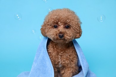 Cute Maltipoo dog wrapped in towel and soap bubbles on light blue background. Pet hygiene