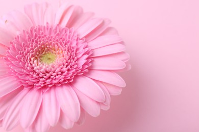 Photo of One beautiful tender gerbera flower on pink background, closeup. Space for text