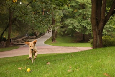 Photo of Cute Labrador Retriever puppy playing with ball on green grass in park, space for text